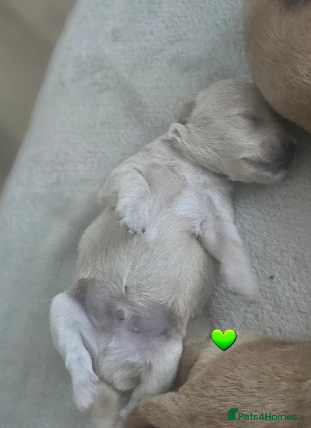 Schnoodle dogs for sale: 5 Adorable Schnoodle Puppies ❤️🩷💚💙🧡 - Image 28