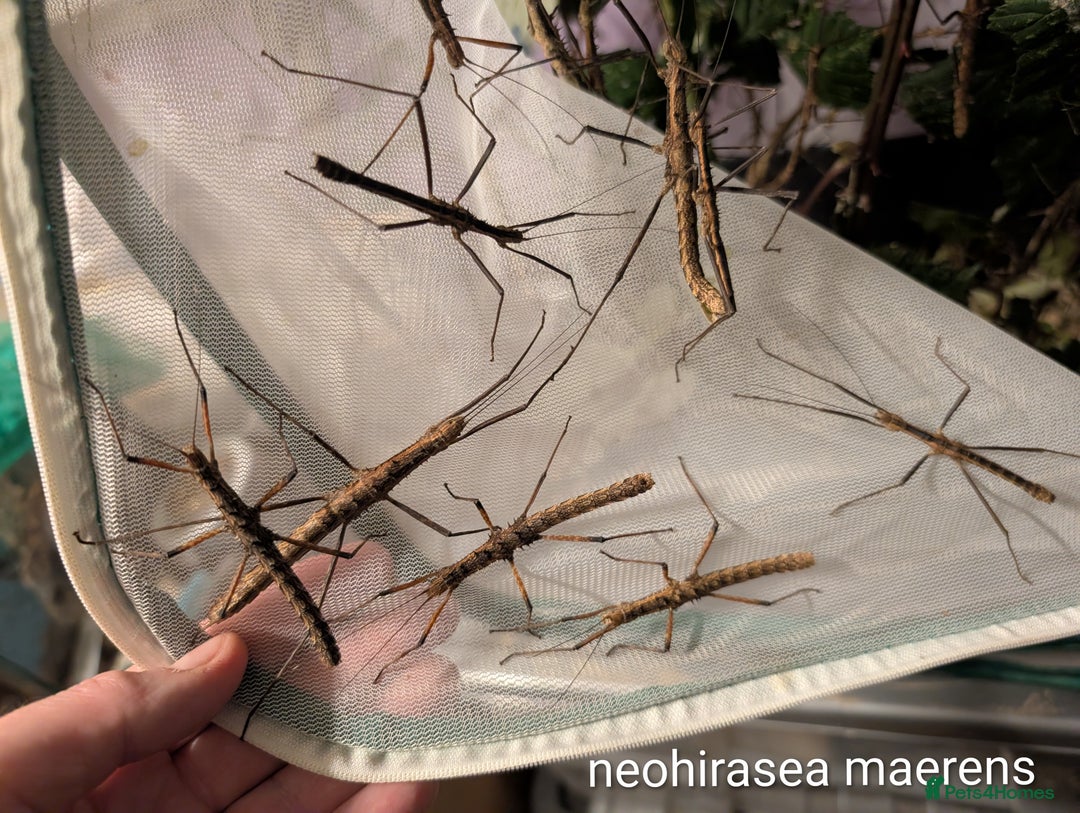 Stick Insects invertebrates for sale: Stick and leaf insect nymphs available! - Advert 5
