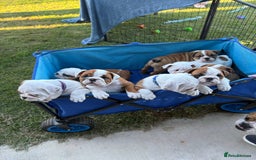 English Bulldog dogs for sale: Gorgeous Purebred English Bulldog Puppies - Image 15