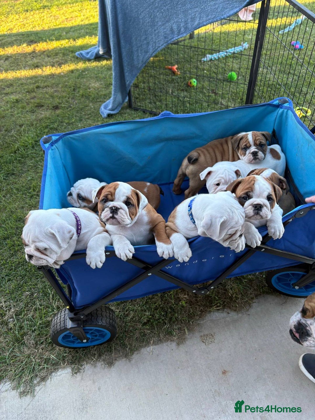 English Bulldog dogs for sale: Gorgeous Purebred English Bulldog Puppies - Image 15