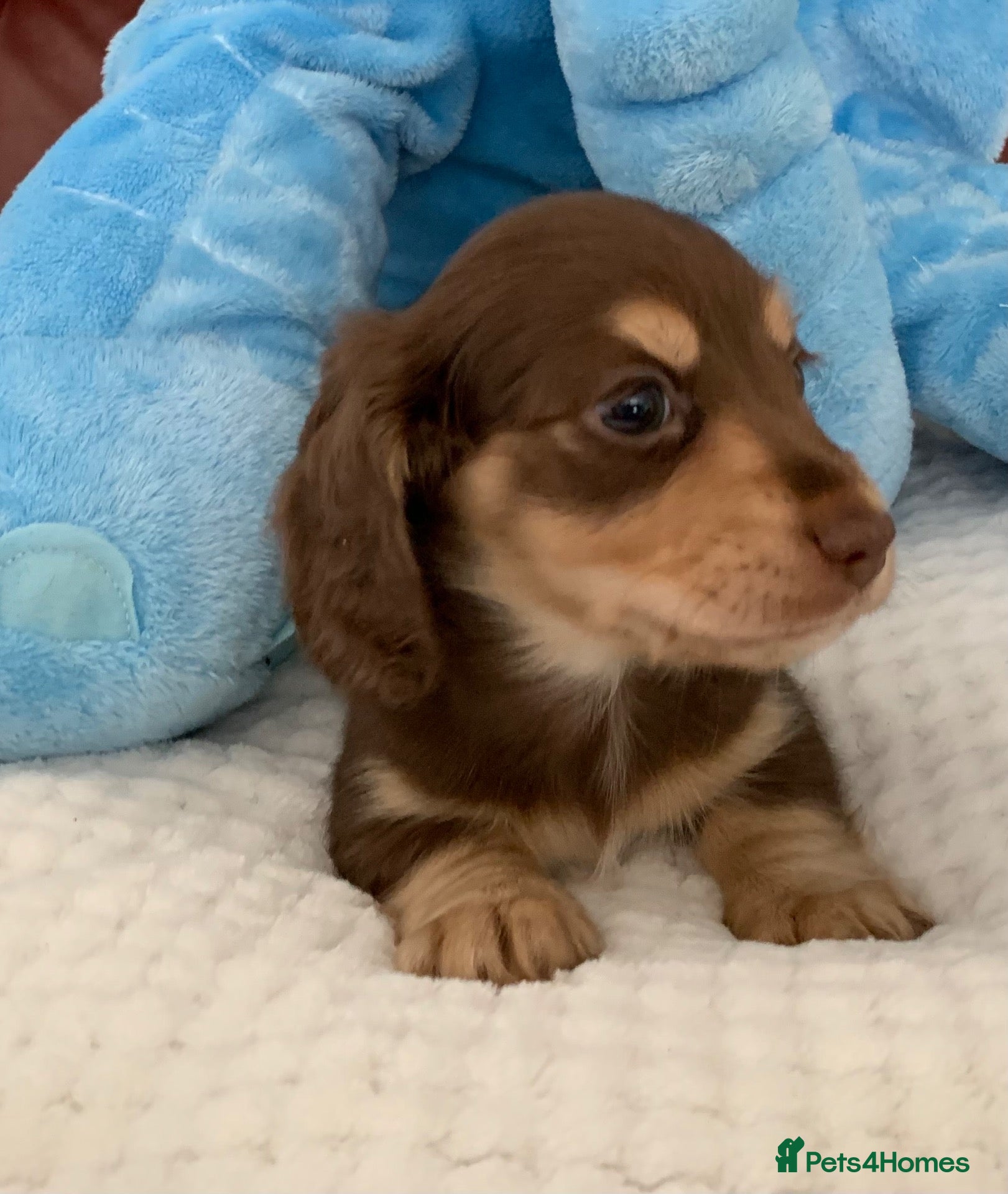 Dachshund dogs KC reg long hair dachshunds  - Advert 8