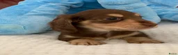 Dachshund dogs for sale: KC reg long hair dachshunds  - Advert 11