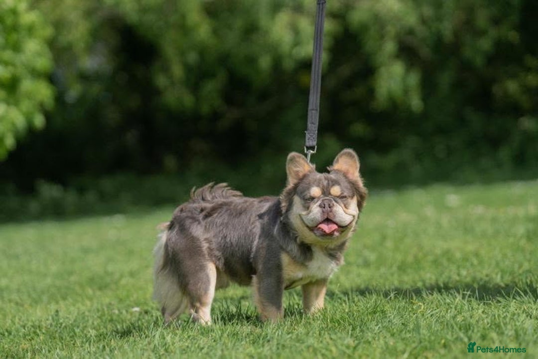 French Bulldog dogs for sale: HIGH QUALITY FLUFFY FRENCHIES  - Advert 14