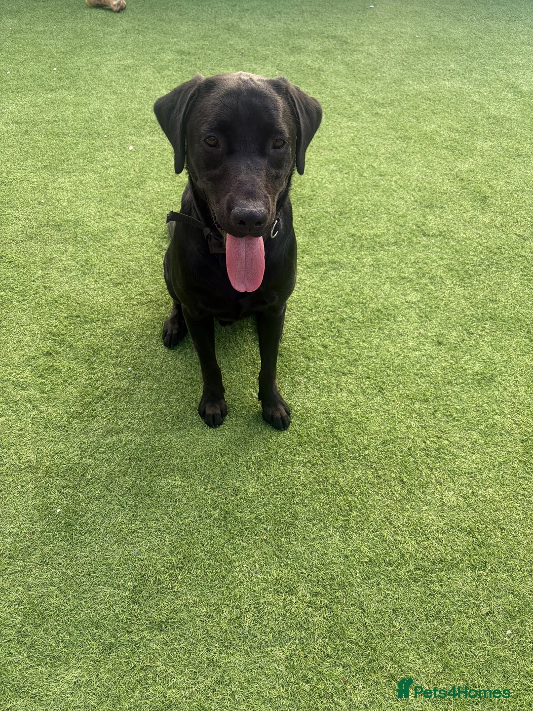 Labrador Retriever dogs for sale: 11 month old Labrador 🐾 in Norwich - Advert 2
