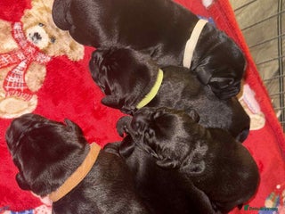 Labrador Retriever dogs Kc registered Labrador 2 puppies left ! ⭐️⭐️⭐️⭐️ - Advert 8
