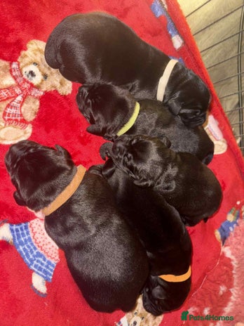 Labrador Retriever dogs Kc registered Labrador 2 puppies left ! ⭐️⭐️⭐️⭐️ - Advert 10