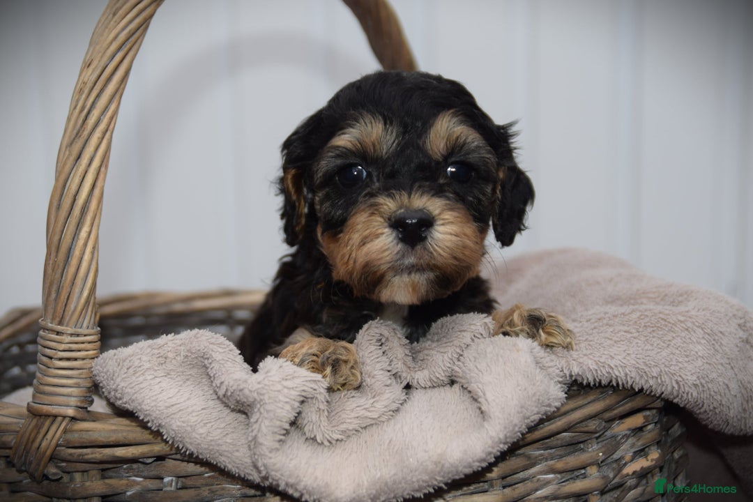 Cockapoo dogs for sale: American cockapoos (yankydoodles)  - Advert 2