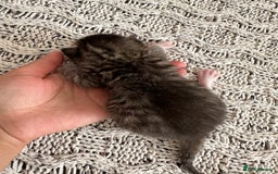 British Shorthair cats for sale: British Short kittens - Image 6