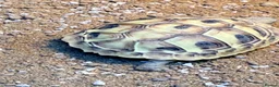 Hermann Tortoise reptiles for sale: Lovely young Hermann’s Tortoise - Advert 5