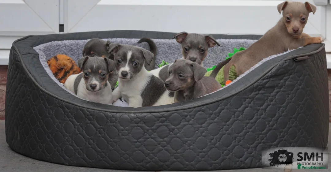 Jack Russell dogs for sale: Beautiful baby jack russells ready now - Advert 16