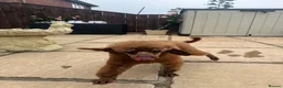 Toy Poodle dogs for sale: 2 year old Korean toy poodle  - Advert 2