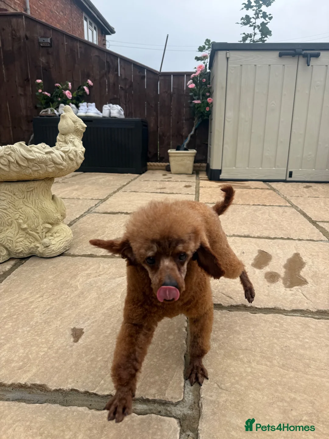 Toy Poodle dogs for sale: 2 year old Korean toy poodle  - Advert 2