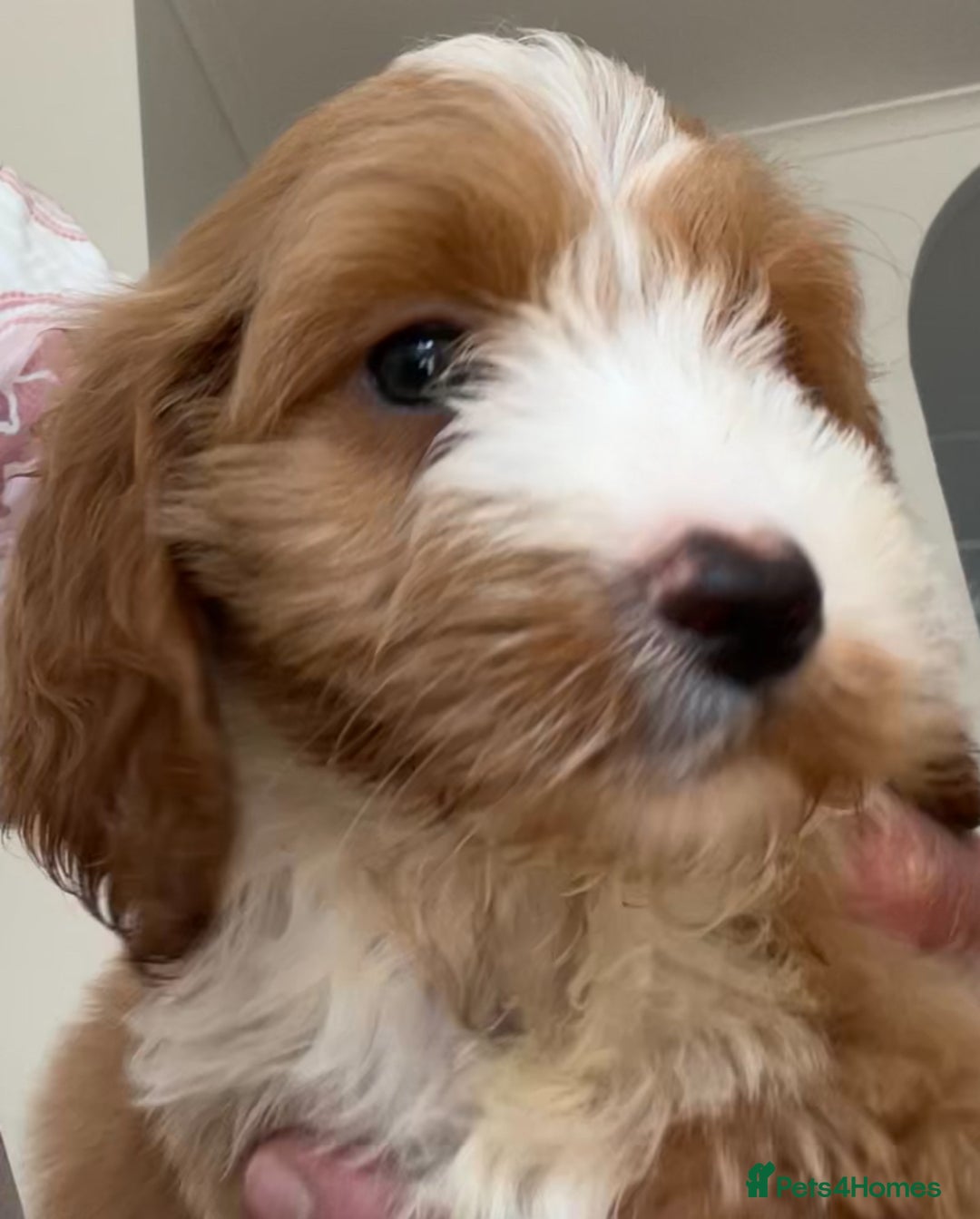 Cockapoo dogs for sale: F1 cockapoo puppies  in Esher - Image 10