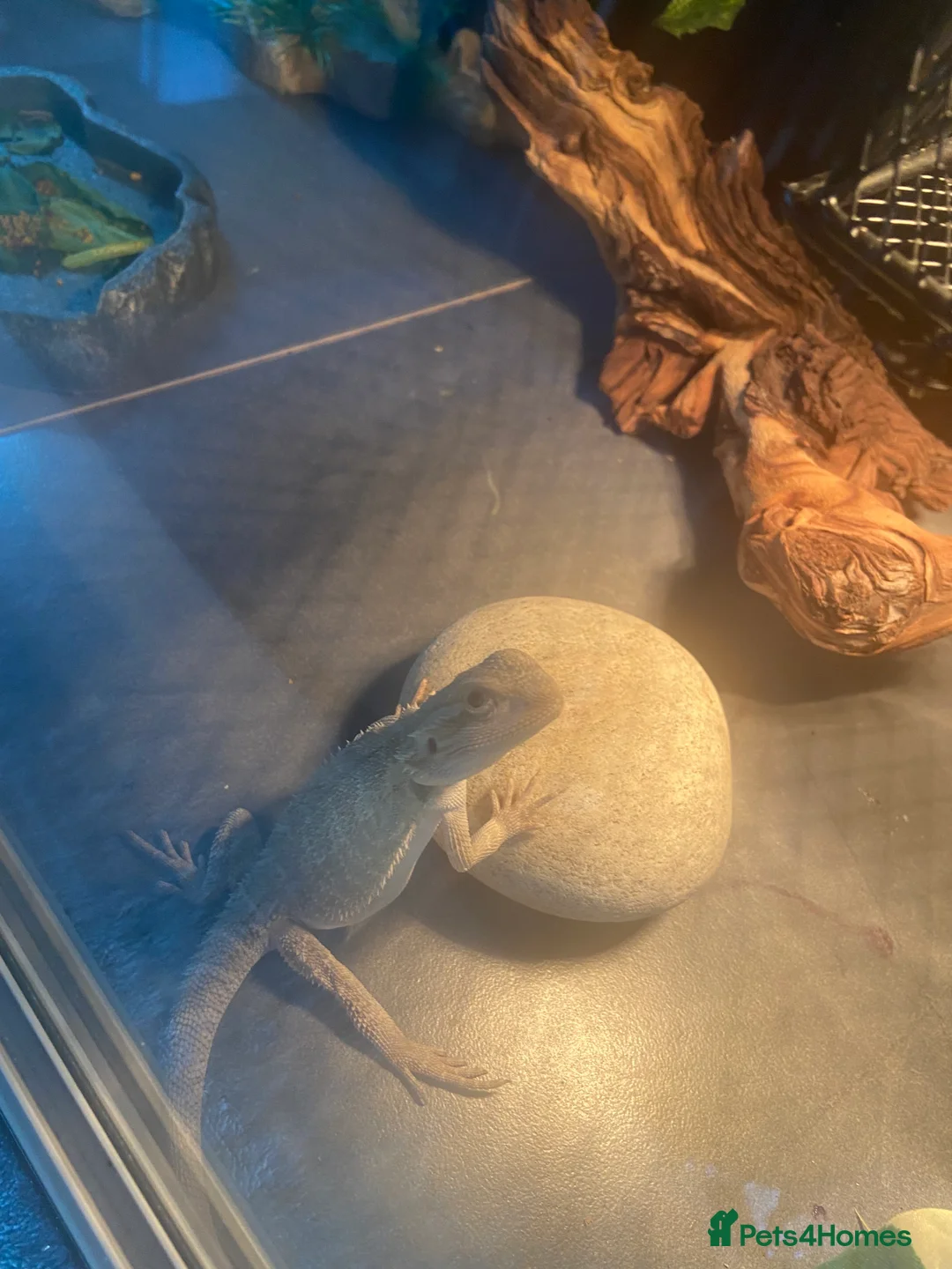 Bearded Dragon reptiles for sale: Gorgeous bearded dragon.  - Advert 20