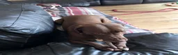 Mixed Breed dogs for sale: 15 month old Weimaraner x Amstaff - Advert 7