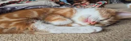 Mixed Breed cats for sale: 2 kittens for sale - Advert 10