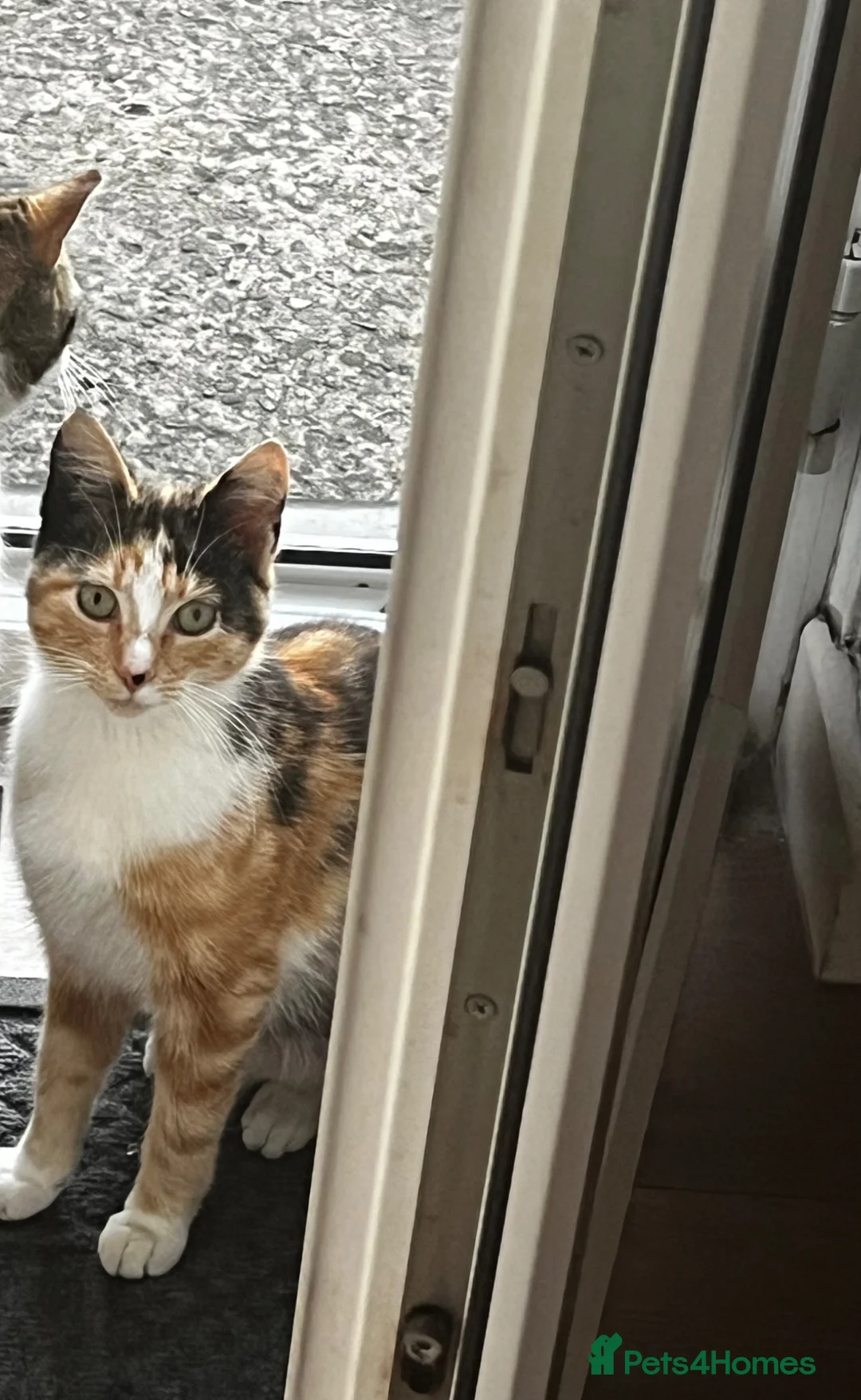 Mixed Breed cats for sale: Ginger 2 kittens  - Advert 2