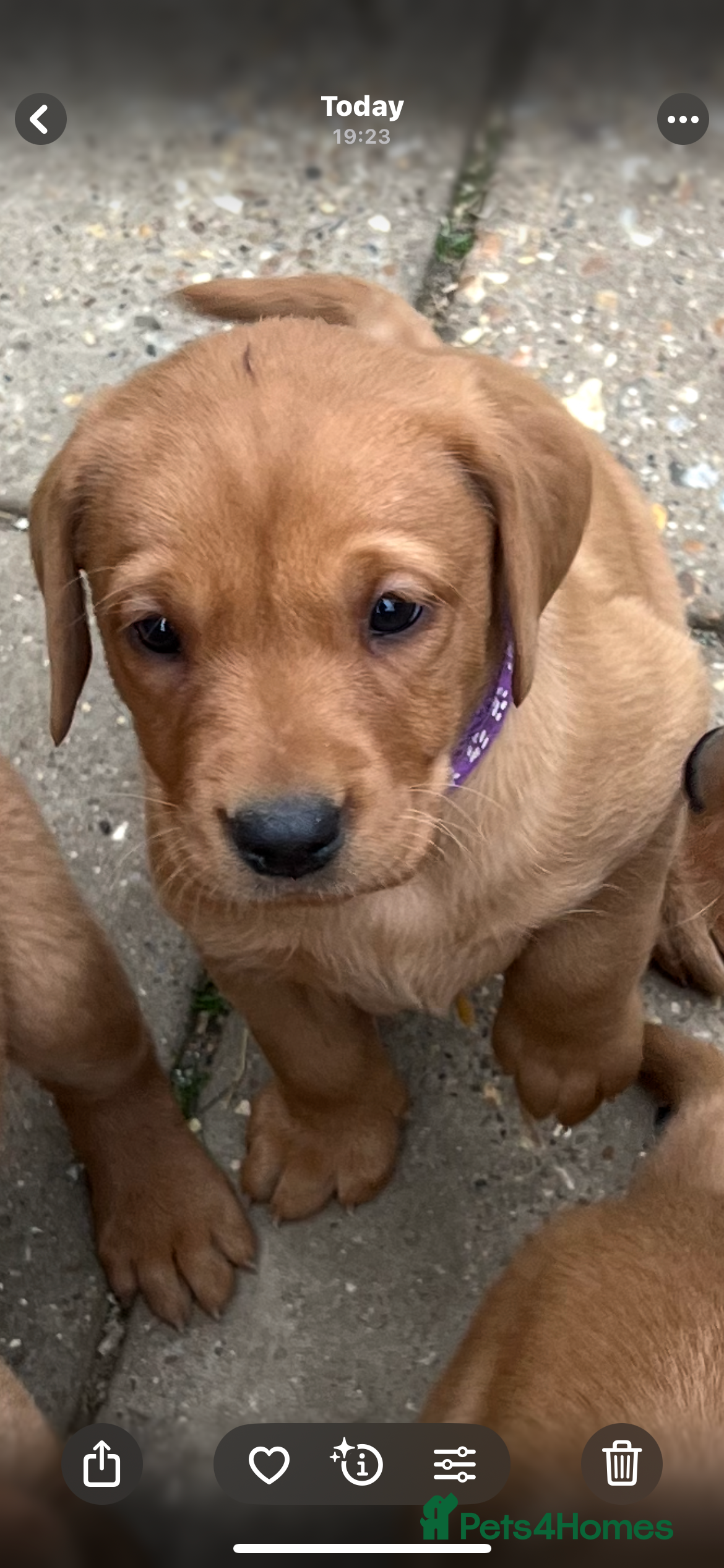 Labrador Retriever Puppy 5