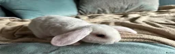 Mini Lop rabbits for sale: Gorgeous and friendly Mini Plush Lop Babies - Advert 5