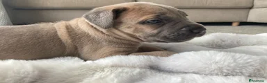 Bailey