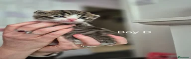 Mixed Breed Kitten D