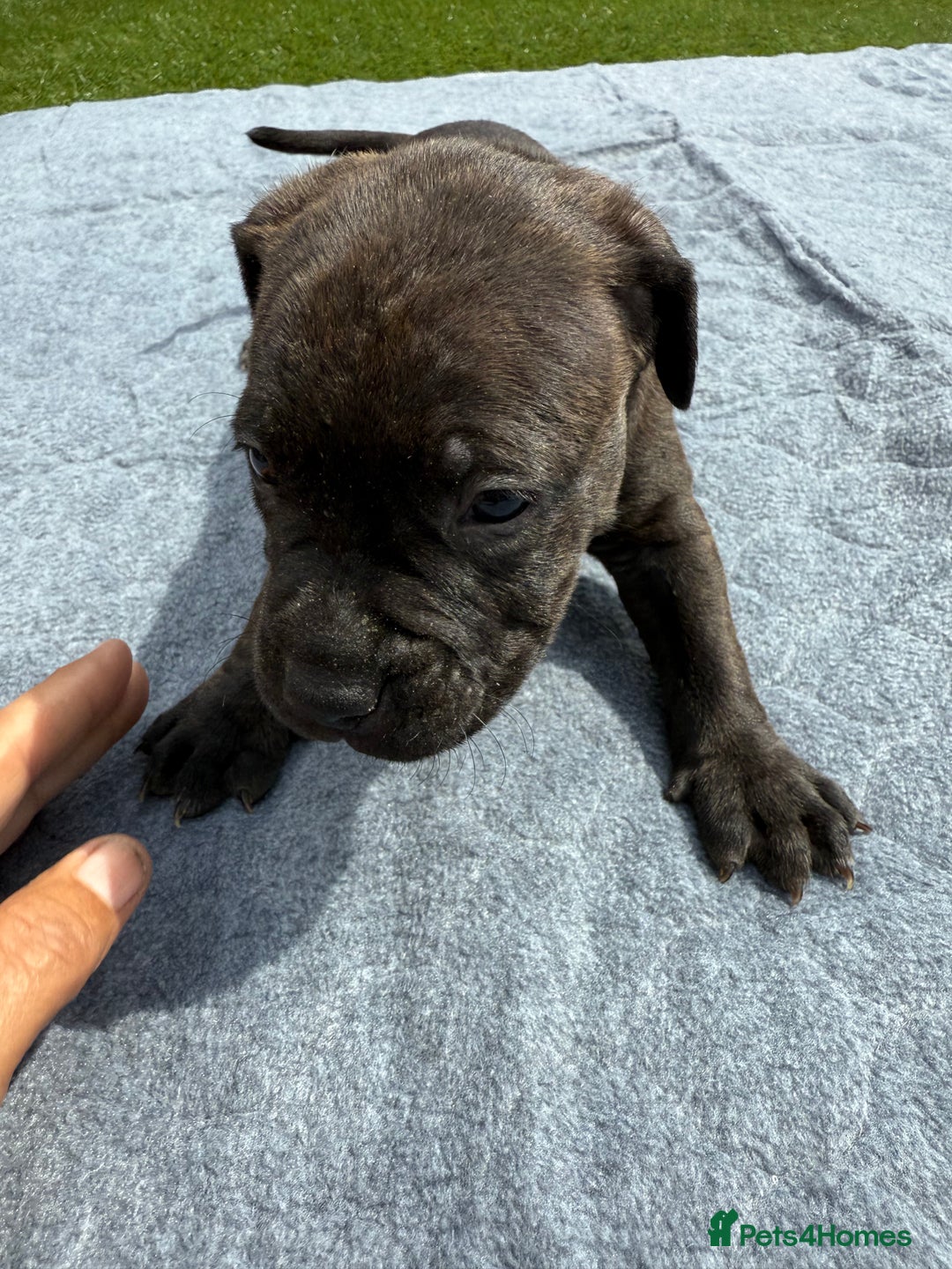 Mixed Breed dogs for sale: 6 gawjus puppy’s   - Image 4