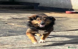 Mixed Breed dogs for adoption: Meet Charlie - a Lovely old boy, for a loving Home - Image 29