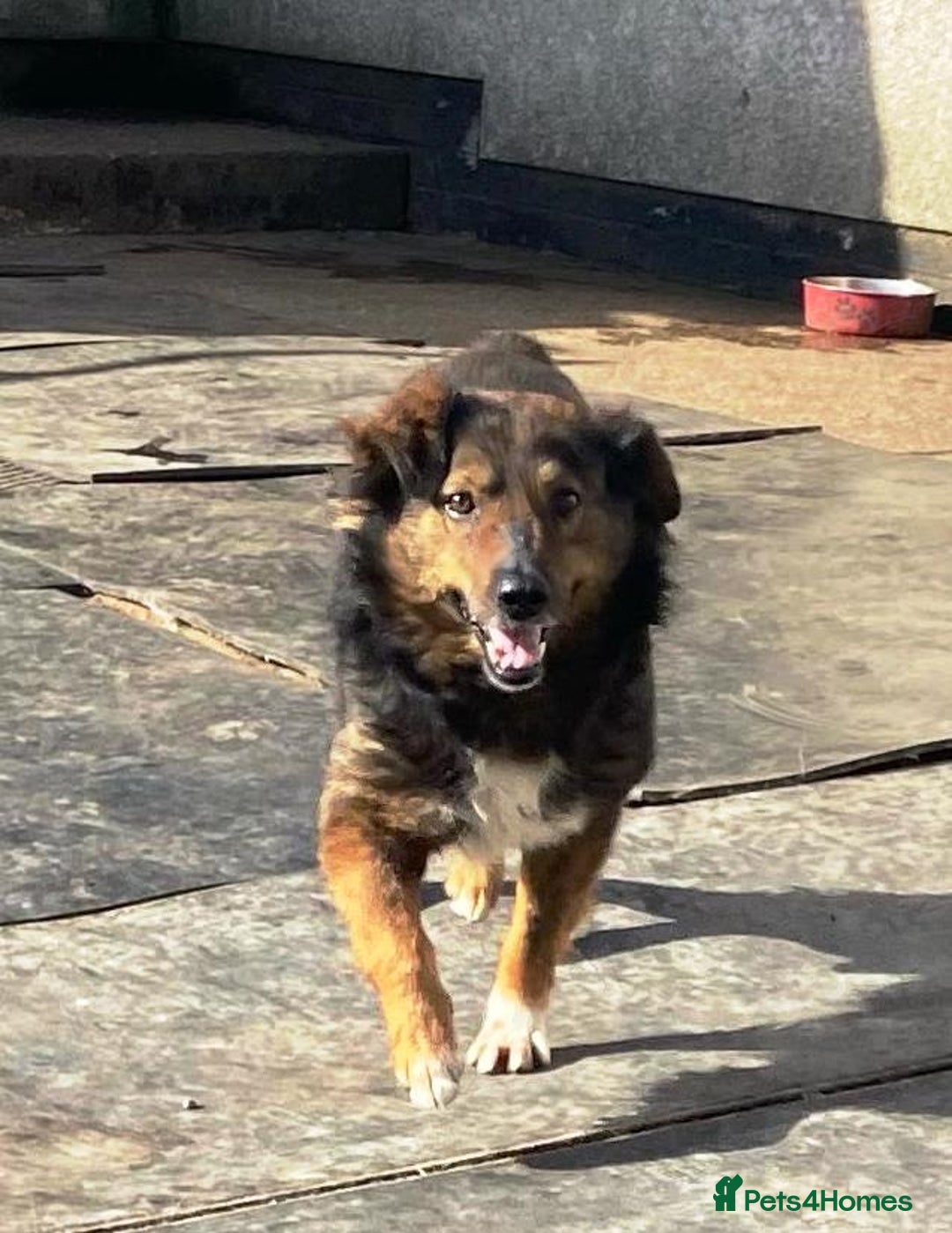 Mixed Breed dogs for adoption: Meet Charlie - a Lovely old boy, for a loving Home - Image 29
