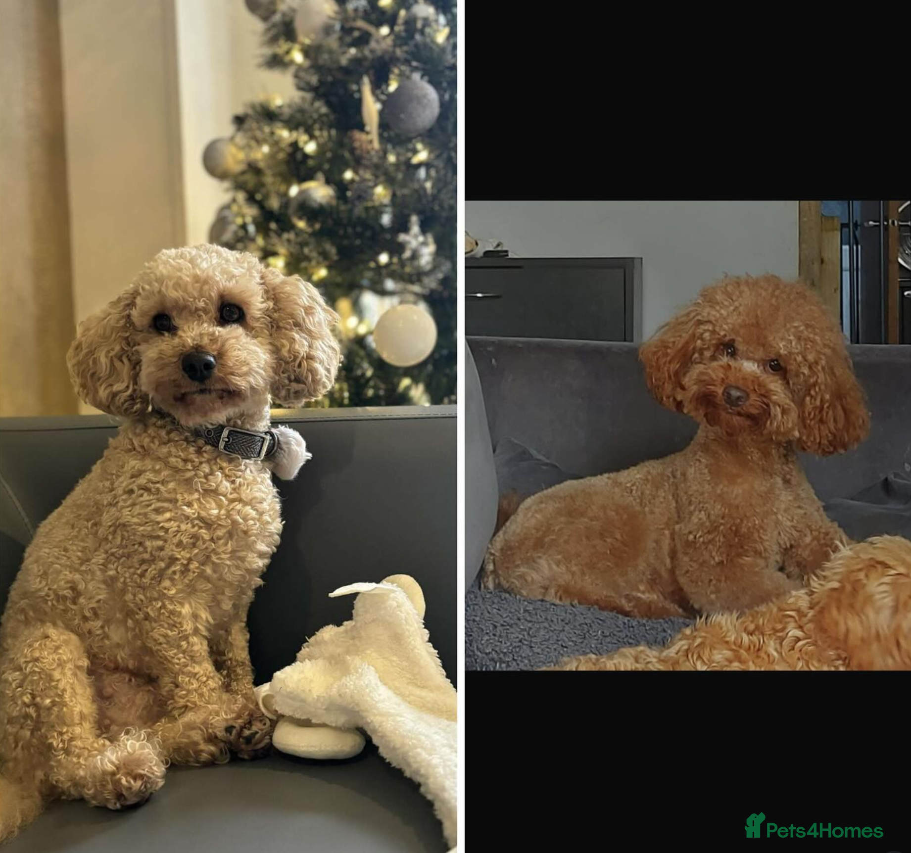 Cavapoo dogs Cavapoo Litter - Pending Litter Due Late Jan 2026 - Advert 1