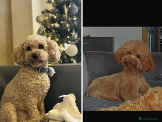 Cavapoo dogs Cavapoo Litter - Pending Litter Due Late Jan 2026 - Advert 4