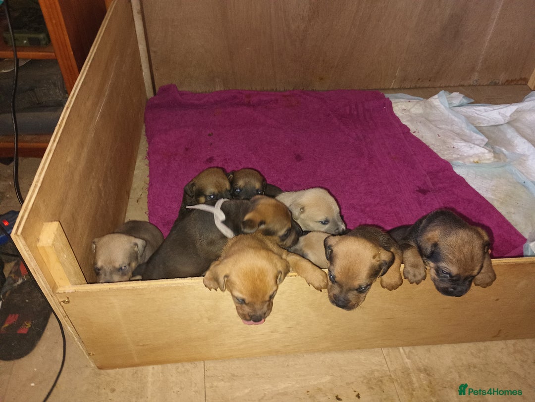 Mixed Breed dogs for sale: Mastiff x rottweiler  - Image 3