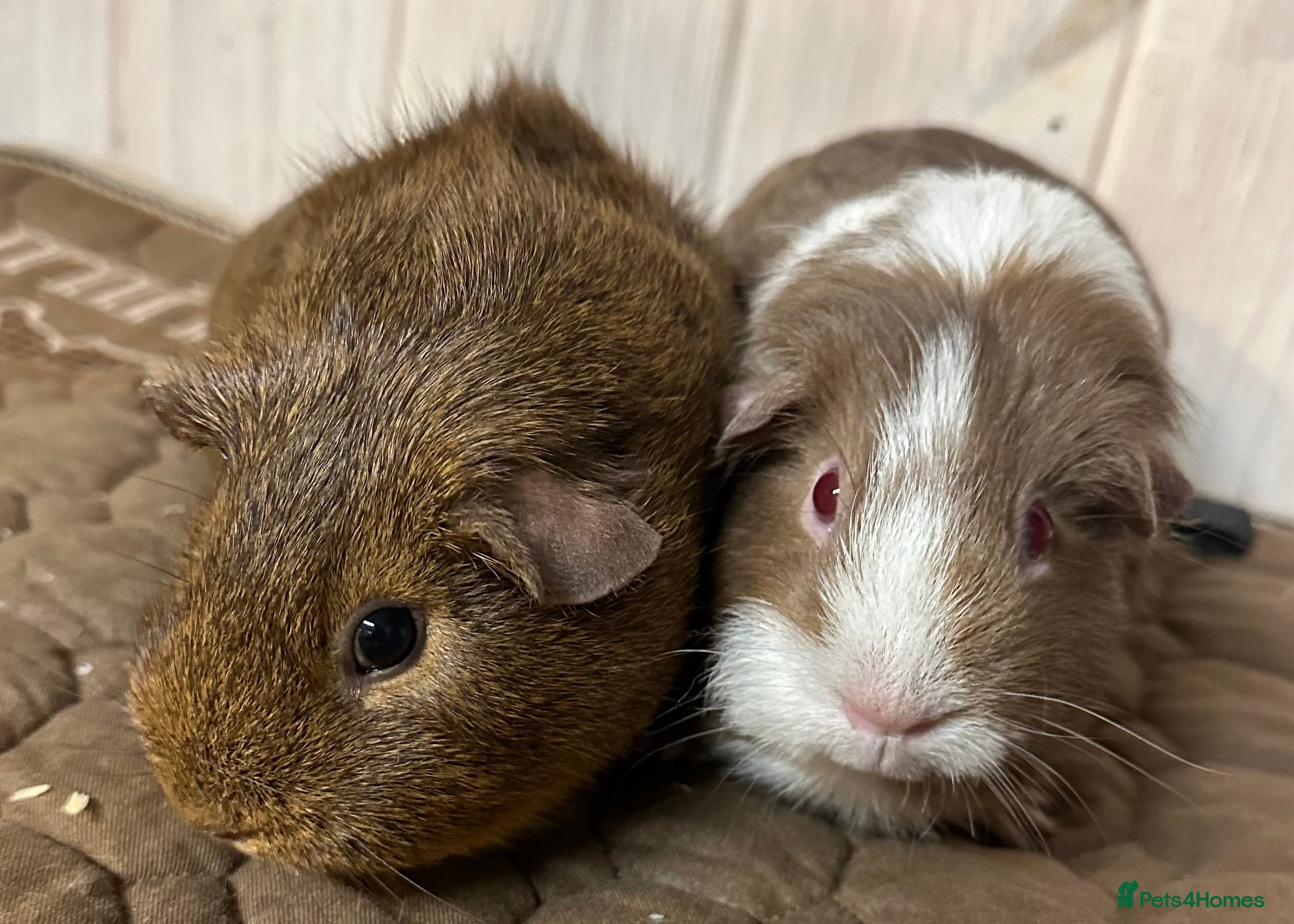 Guinea Pig rodents All sows  - Advert 12