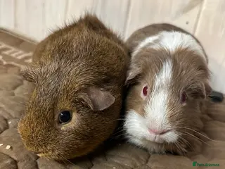 Guinea Pig rodents All sows - Advert 12