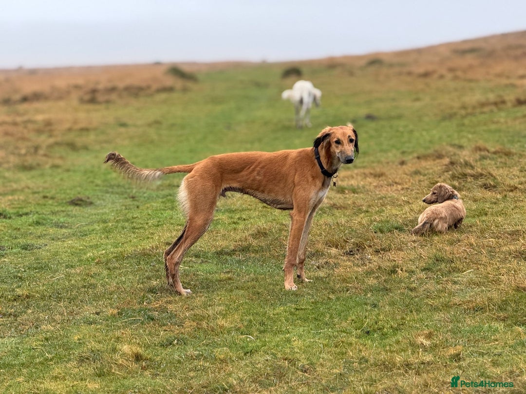 Mixed Breed dogs for sale: Saluki x whippet male  - Advert 3