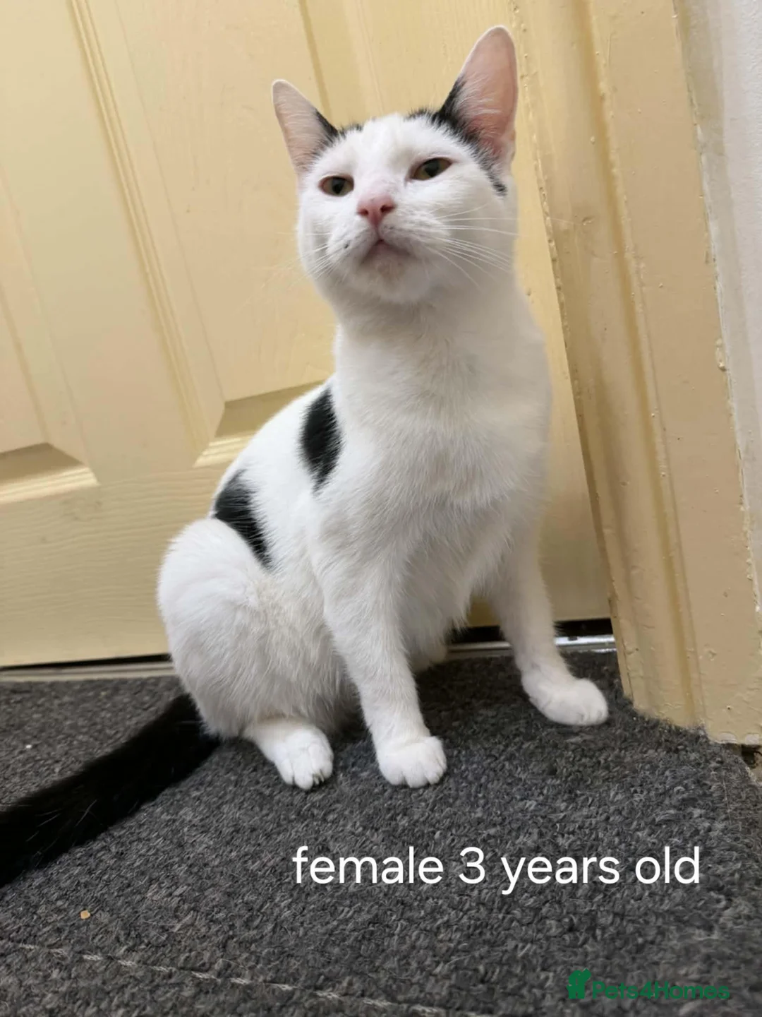 Mixed Breed cats for sale: 4 cats available (FREE) - Advert 4