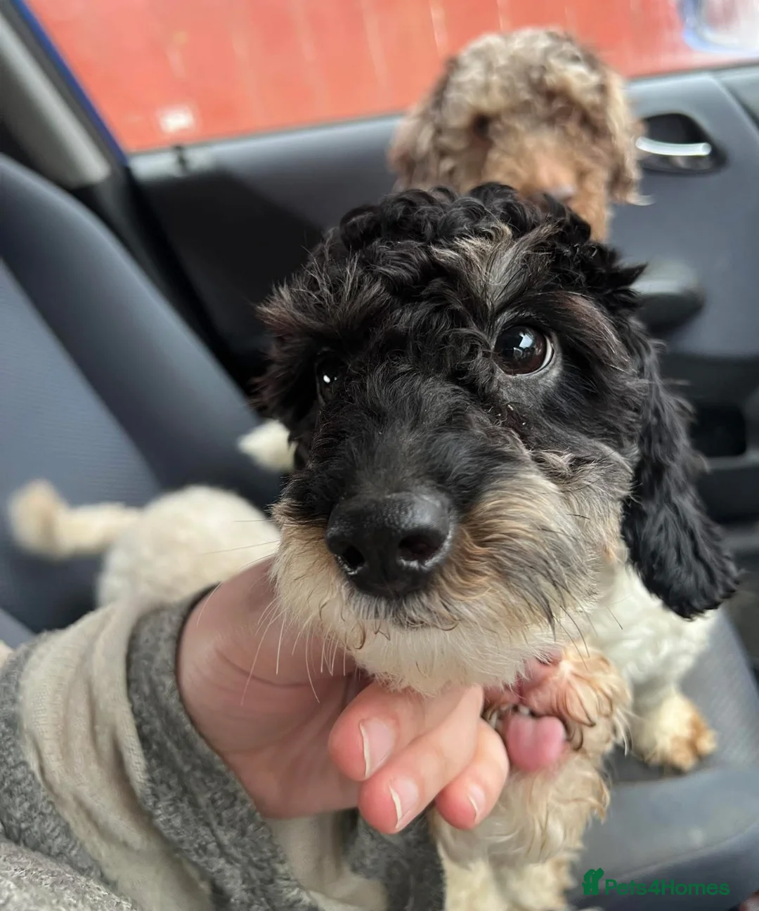 Cockapoo dogs for sale: Adult F1 and F1b girls - Advert 2