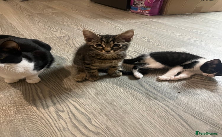 Mixed Breed cats in Waltham Cross - Advert 7