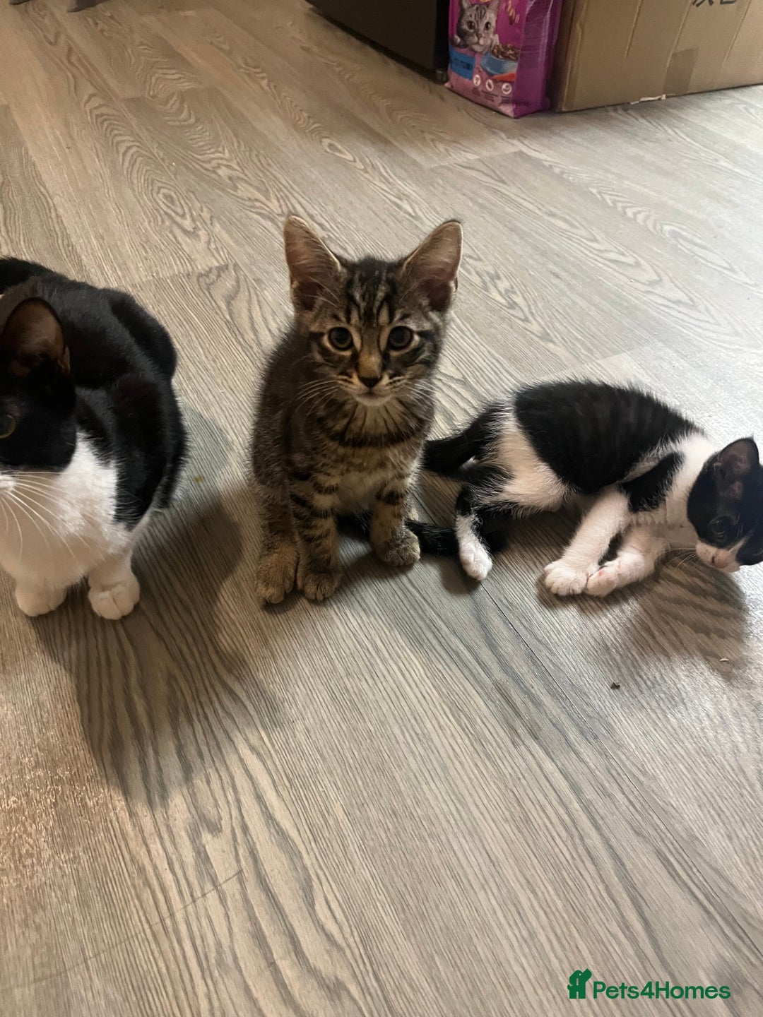 Mixed Breed cats for sale: Mixed breed adorable kittens in Waltham Cross - Image 13