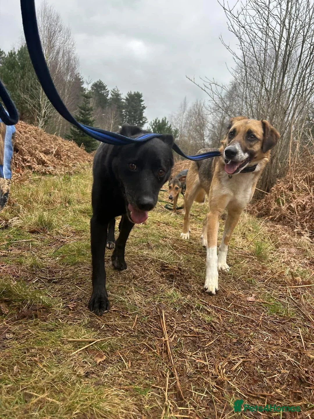 Mixed Breed dogs for adoption: Teddy - Norwich Norfolk  in Norwich - Advert 15