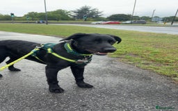 Labrador Retriever dogs for adoption: BEN IS A HANDSOME 7MTH OLD LABRADOR - Image 2