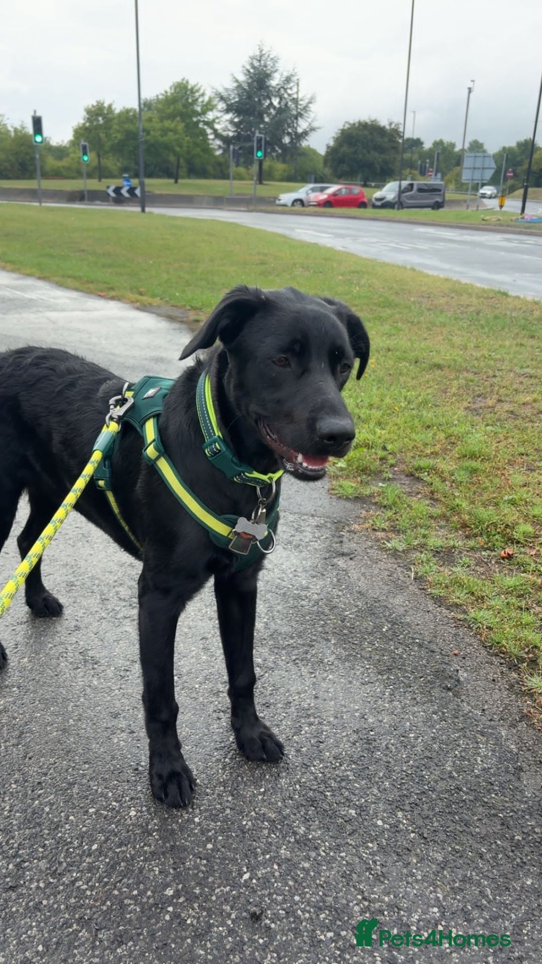 Labrador Retriever dogs for adoption: BEN IS A HANDSOME 7MTH OLD LABRADOR - Image 2