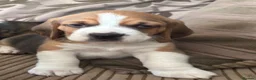 Beagle dogs for sale: Beautiful Beagles(ready now) - Advert 20