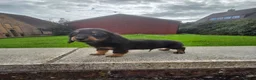 Miniature Dachshund dogs for sale: True longhaired minature dachshunds  - Advert 10