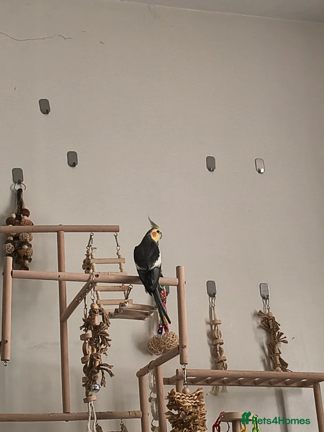 Cockatiels birds for sale: Cockatiel for sale in Liverpool - Advert 4