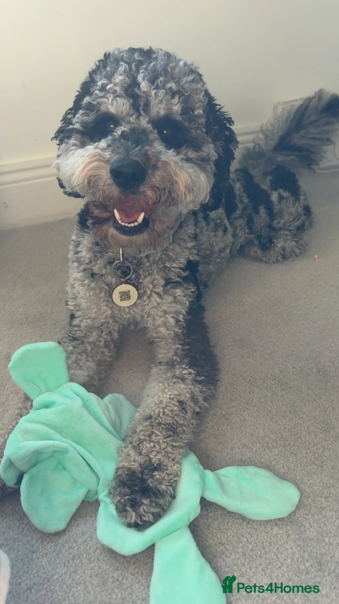 Goldendoodle dogs for stud: Blue Merle golden doodle stud in Falkirk - Advert 3