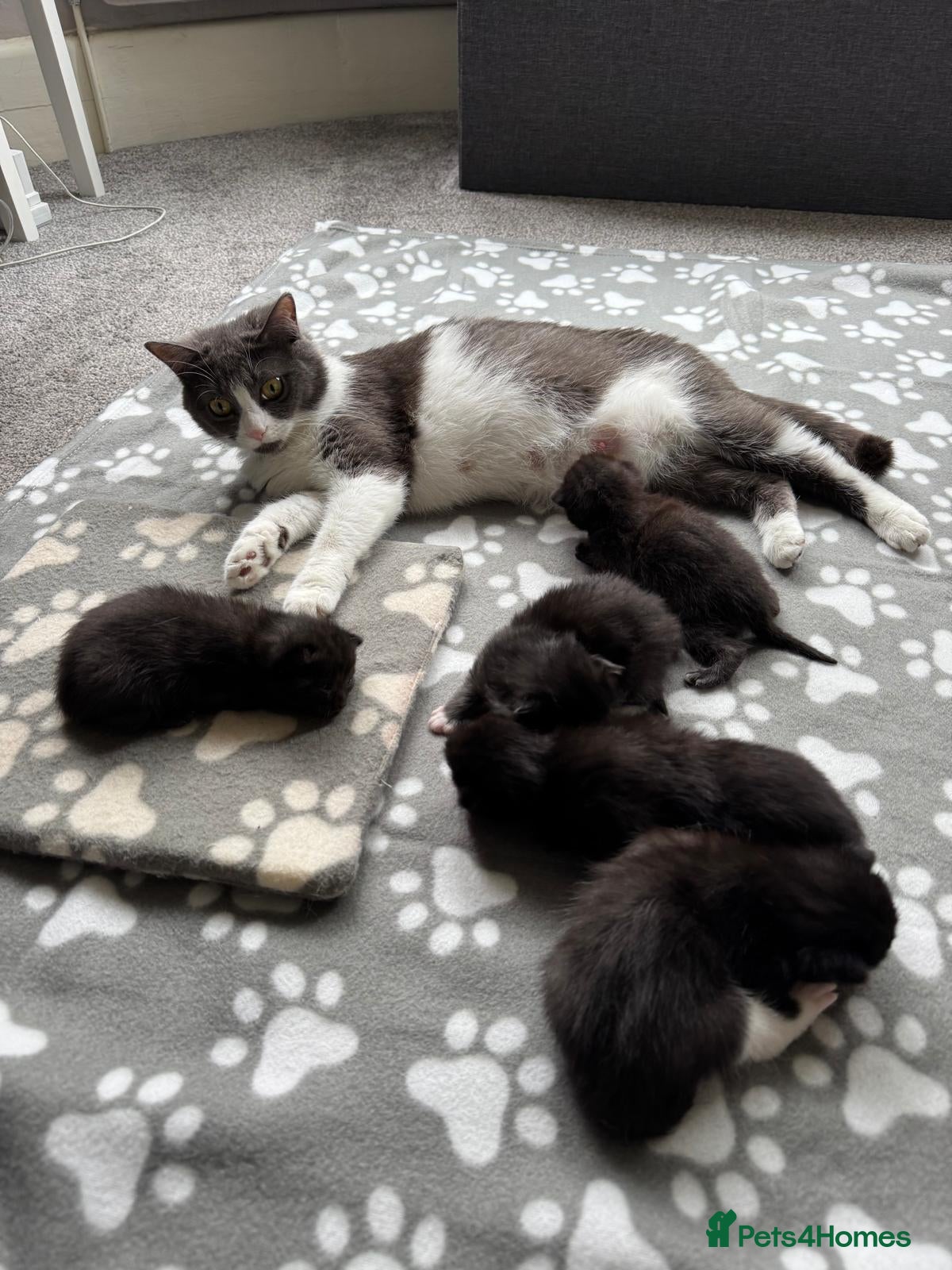 Mixed Breed cats Kittens For Sale - Advert 7
