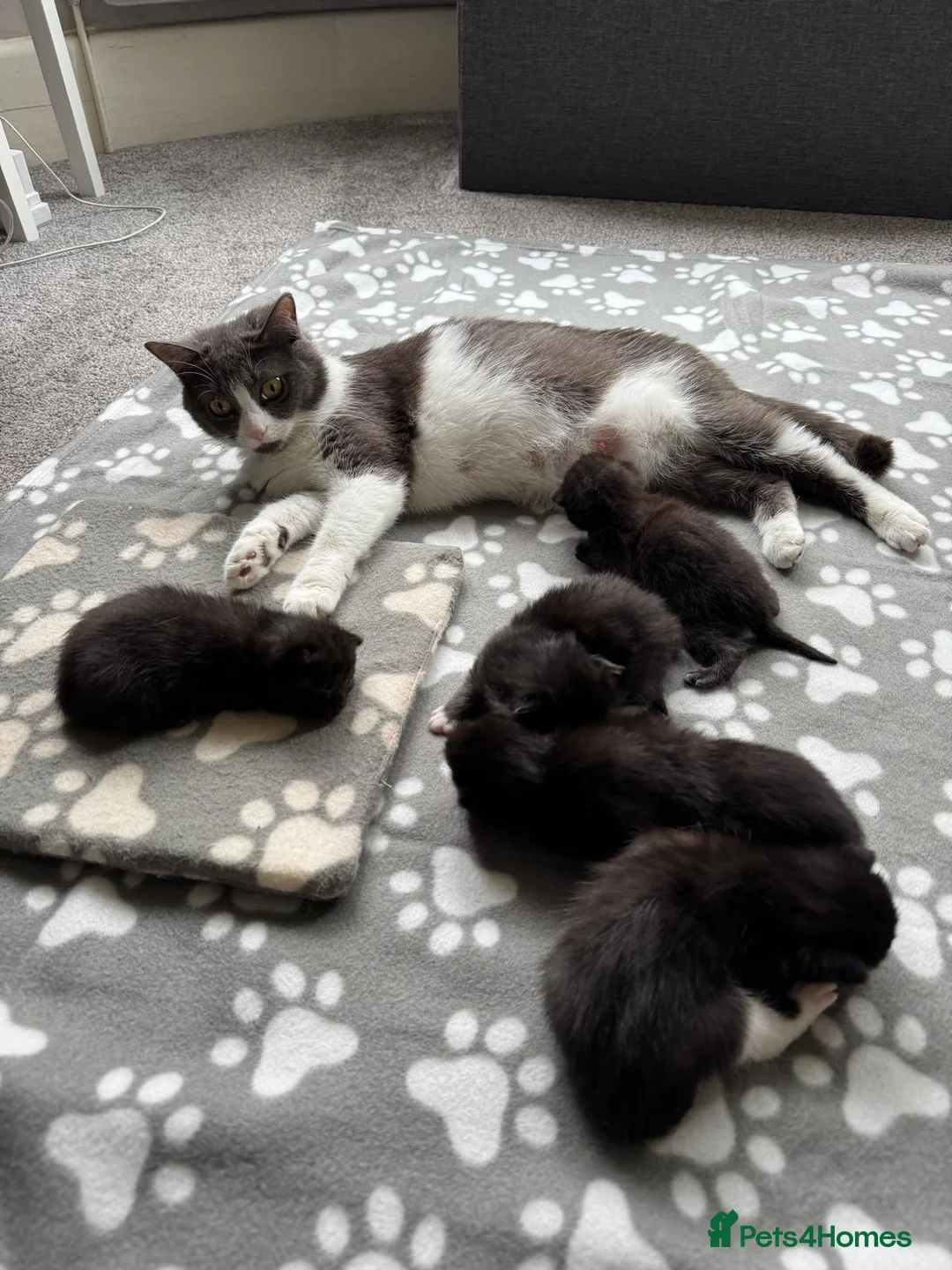 Mixed Breed cats for sale: Kittens For Sale in Shrewsbury - Advert 1
