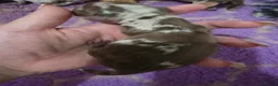 Miniature Dachshund dogs for sale: 🤍miniture dachshund puppys🤍 - Advert 19