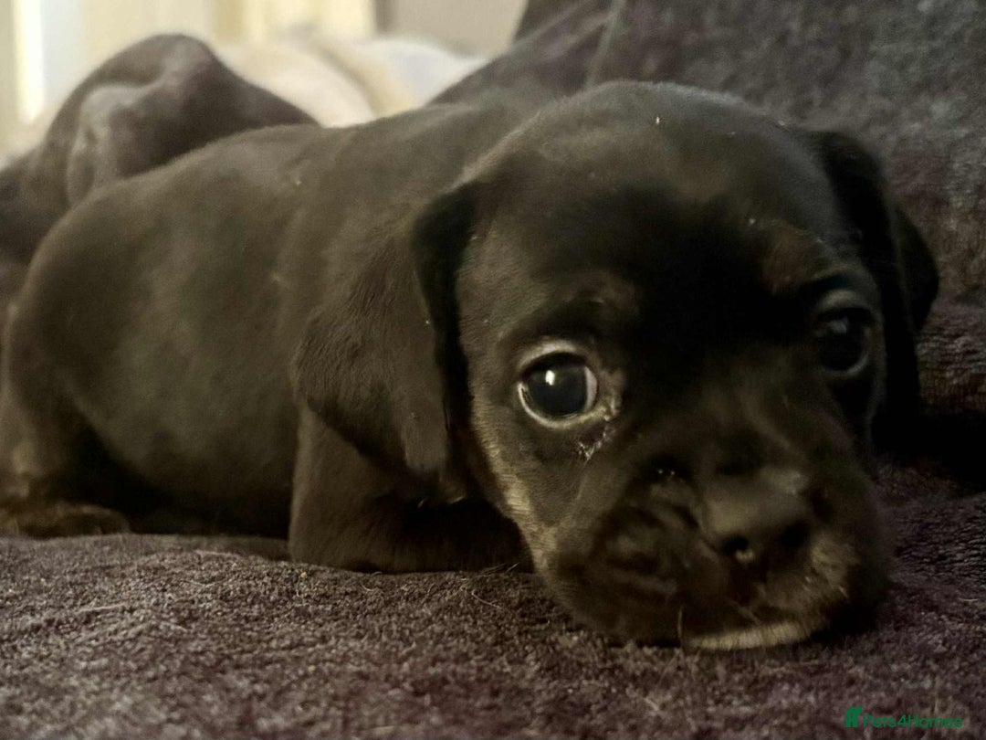 Mixed Breed dogs for sale: Beautiful Frenchie cross dachshund puppies   - Image 5