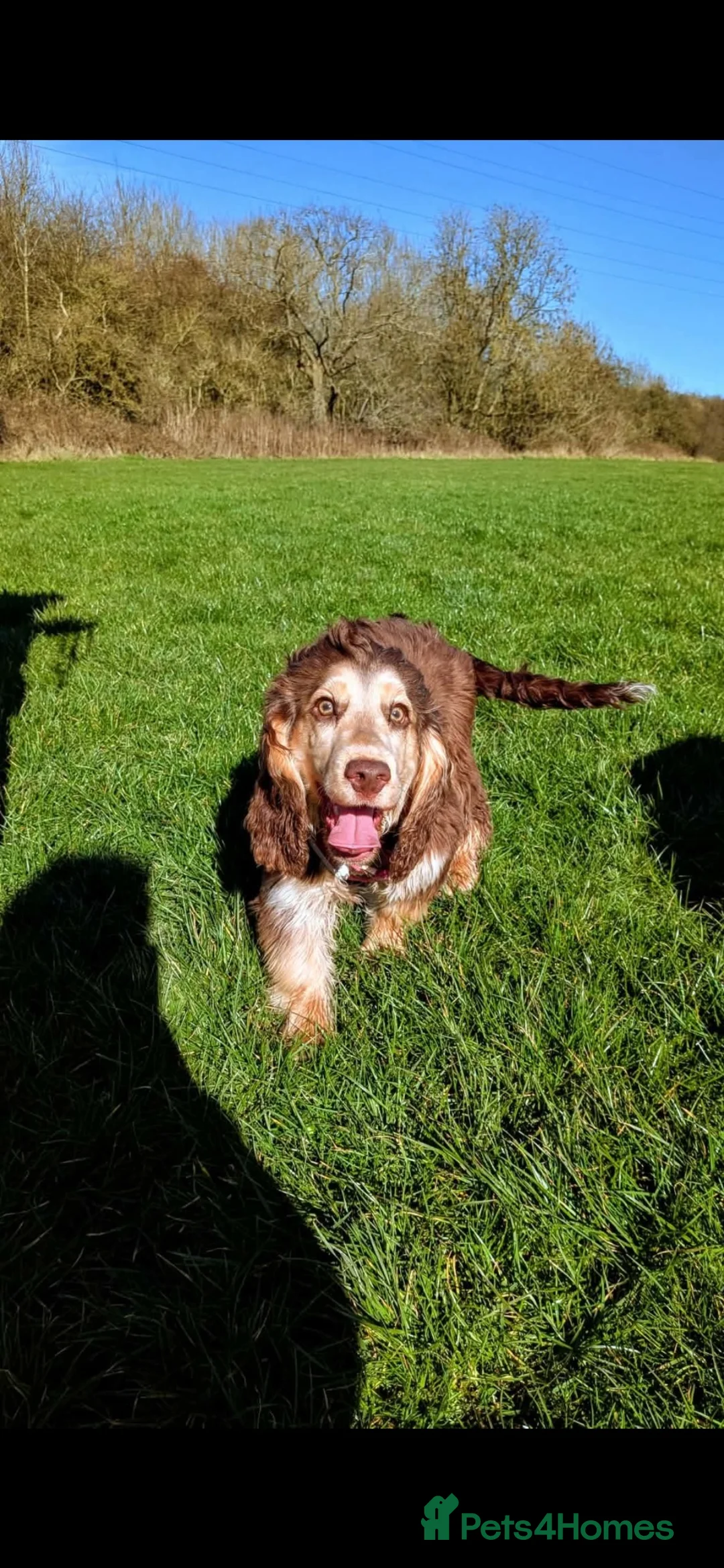 Cocker Spaniel dogs for sale: Maggy  in Darlington - Advert 2